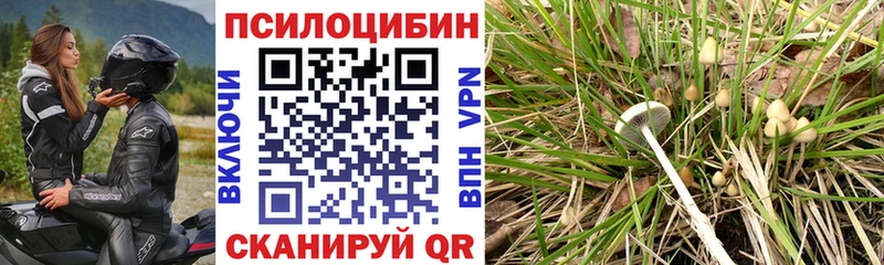 Галлюциногенные грибы Psilocybe  купить наркоту  Усть-Катав 